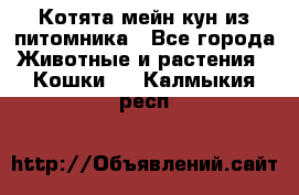 Котята мейн-кун из питомника - Все города Животные и растения » Кошки   . Калмыкия респ.